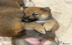 Japanese Shiba Inu dogs for sale: KC Registered Japanese Shiba-Inus  - Image 16