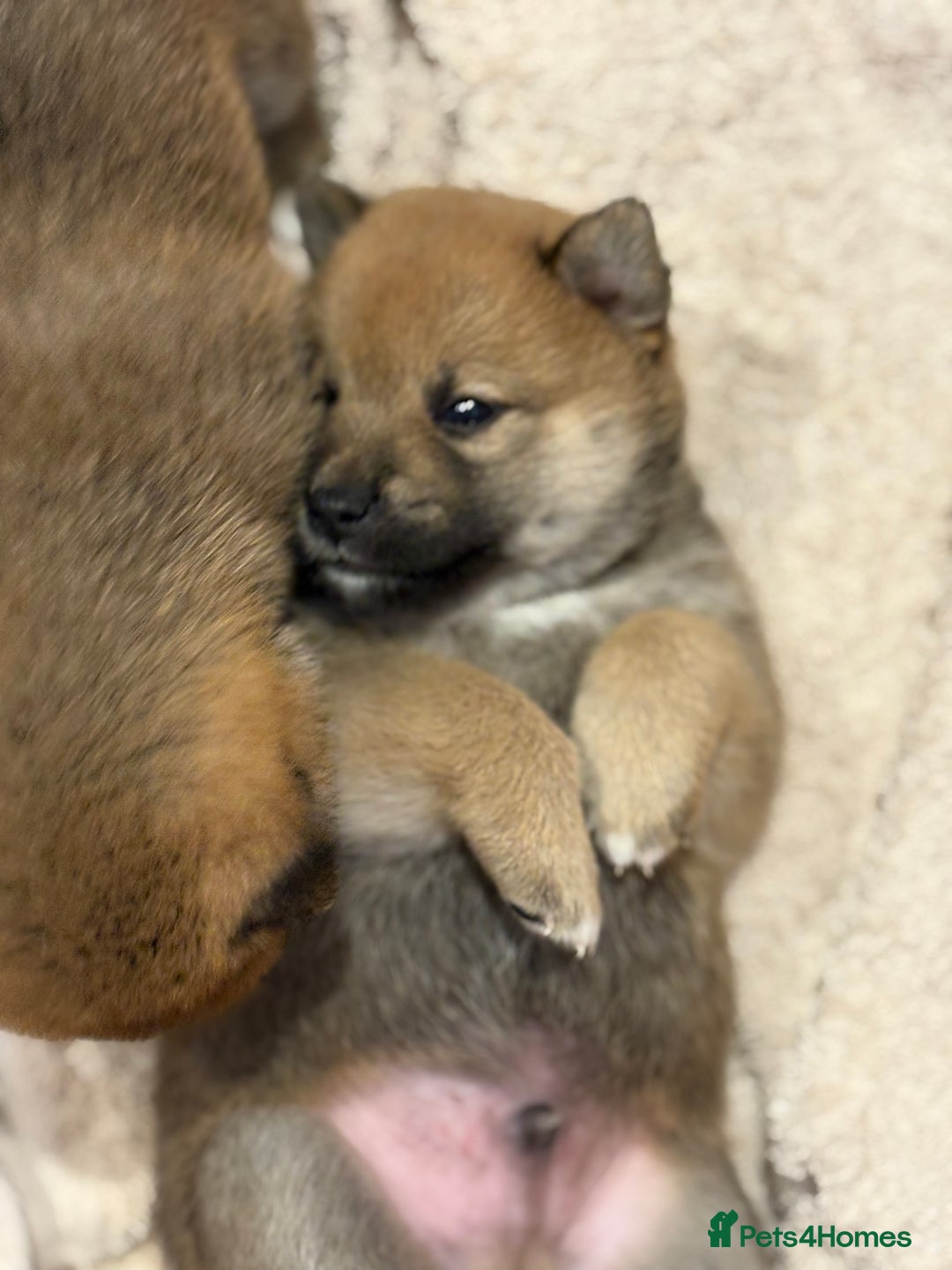 Japanese Shiba Inu dogs for sale: KC Registered Japanese Shiba-Inus  - Image 16