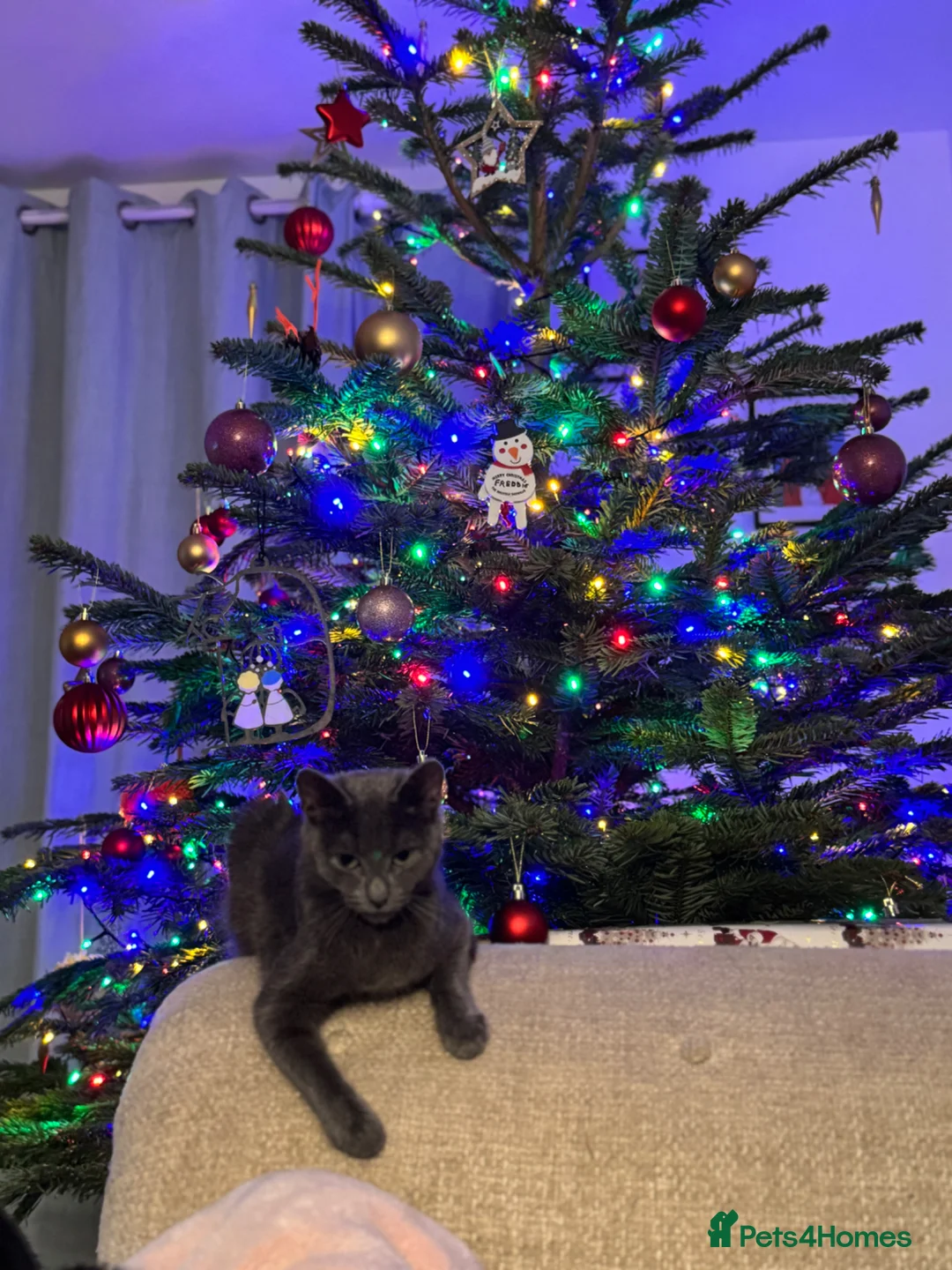 Russian Blue cats for sale: Mum cat and kitten in Bristol - Advert 3