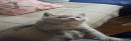 British Shorthair cats for sale: Kittens lilac and blue boys, shorthair, longhair  - Advert 19