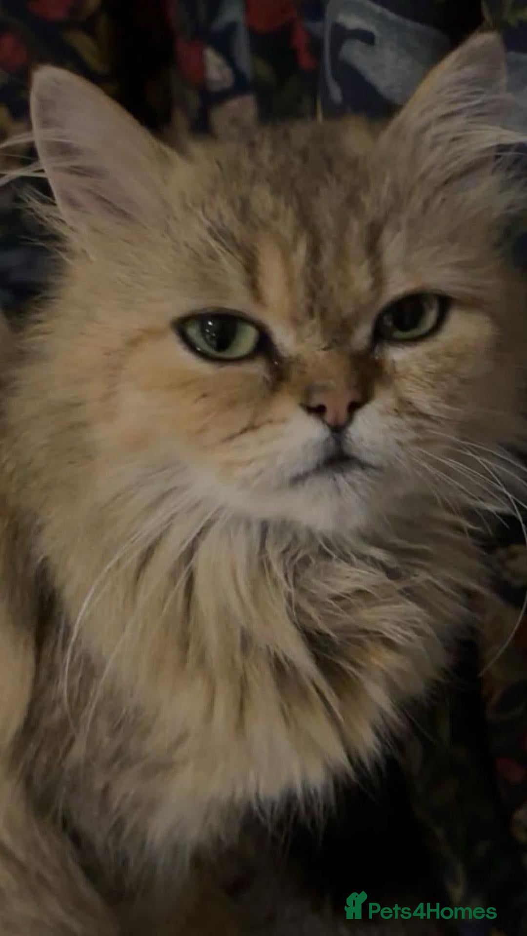 Persian cats Beautiful Golden Persian chinchilla Male  - Advert 1