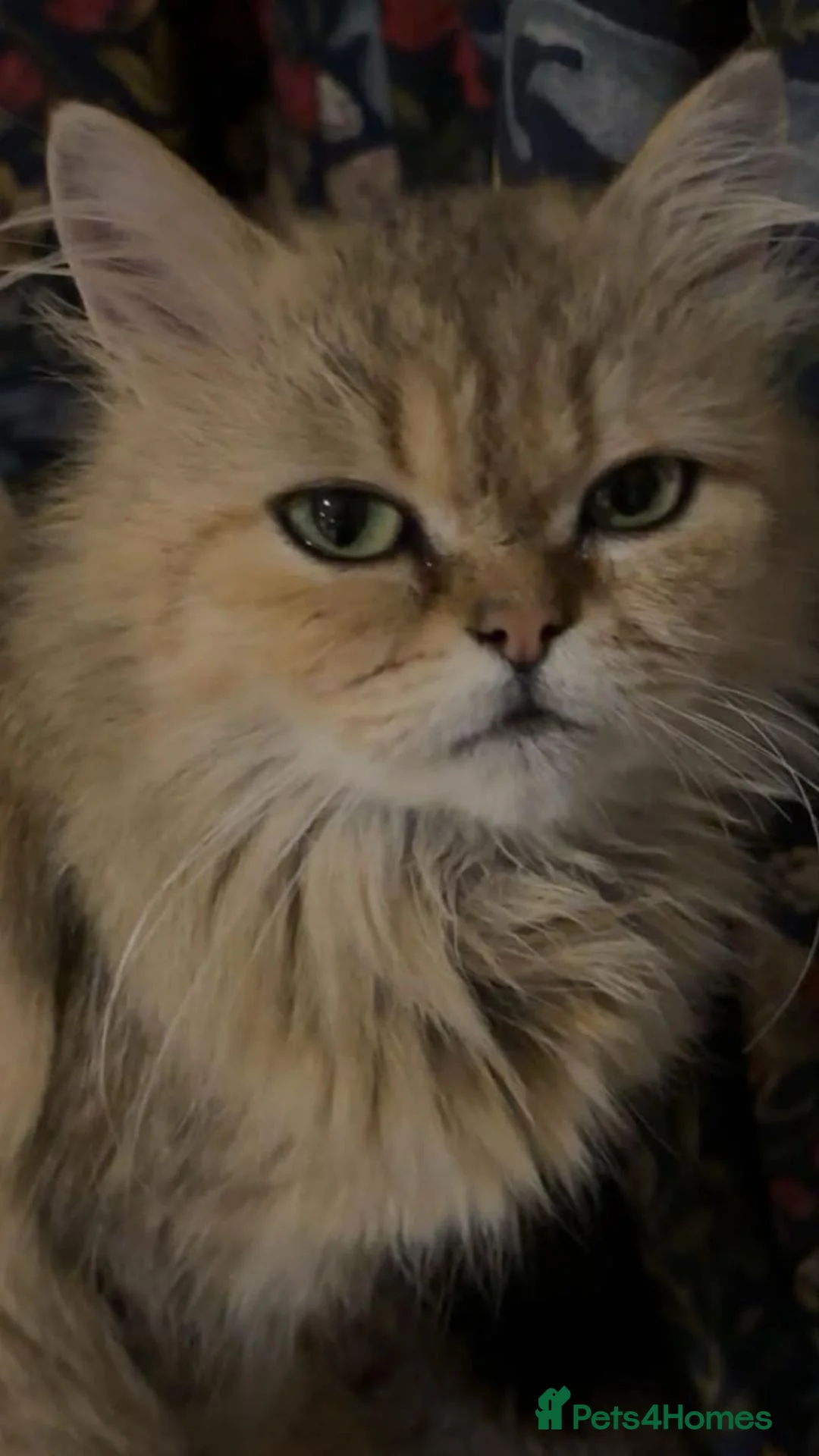 Persian cats for sale: Beautiful Golden Persian chinchilla Male  in Ashbourne - Advert 1
