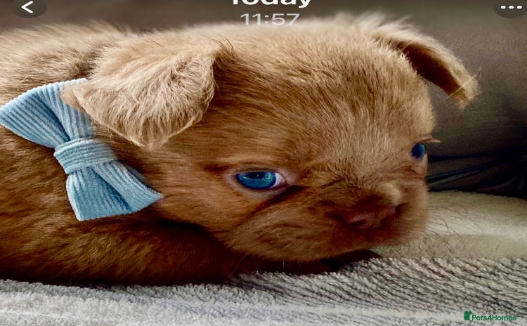 French Bulldog dogs - Advert 1