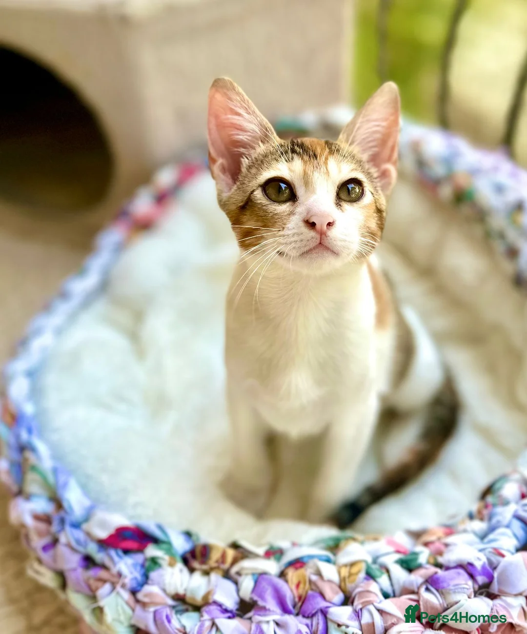 Mixed Breed cats for adoption: Pair of Kittens for Indoor Adoption Together - Advert 4