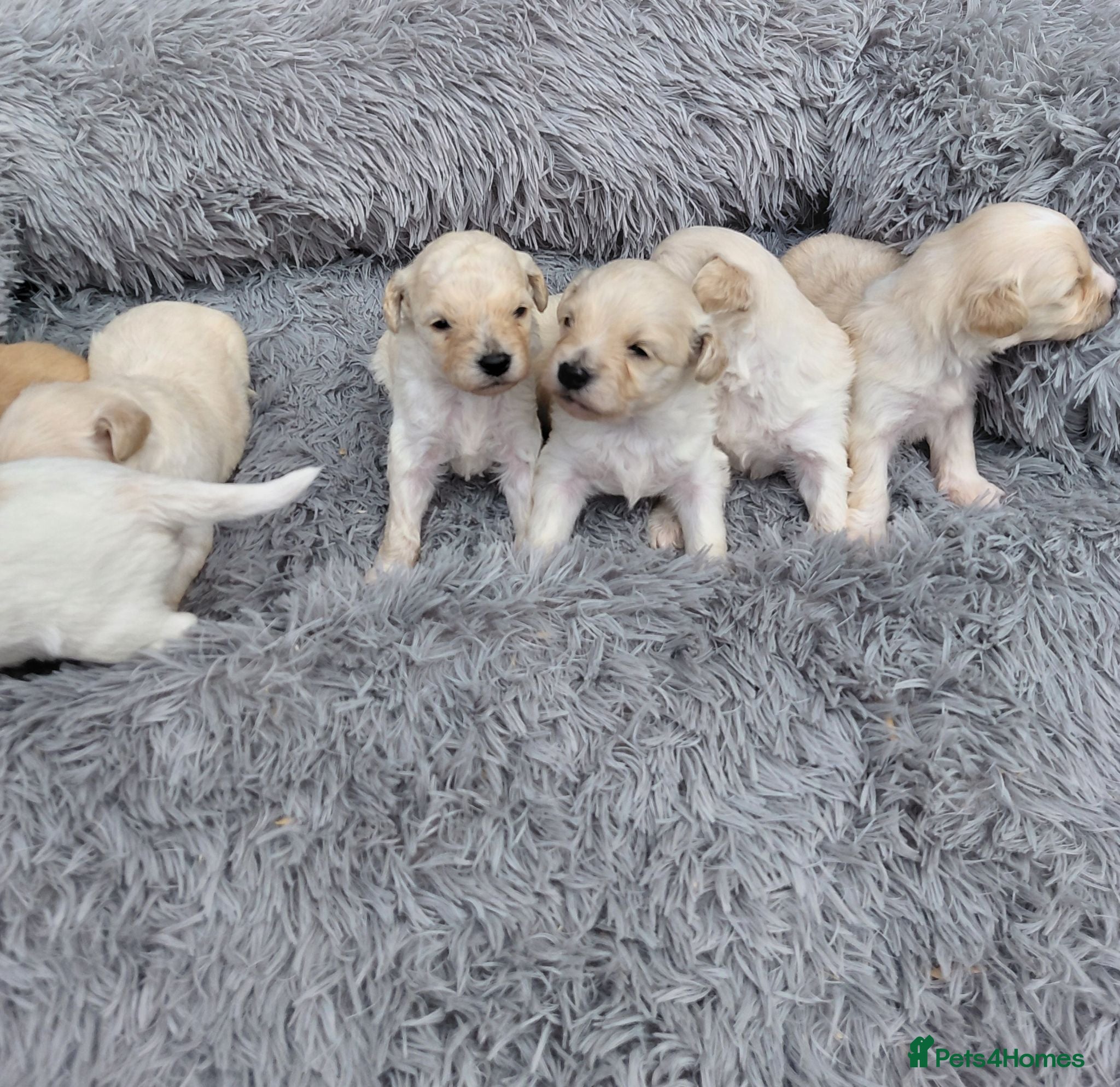 Maltipoo dogs Beautiful Champagne Maltipoo Puppies  - Advert 15
