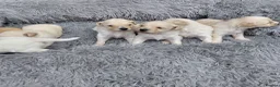 Maltipoo dogs for sale: Beautiful Champagne Maltipoo Puppies  - Advert 1