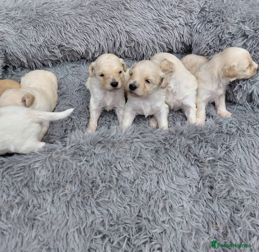 Maltipoo dogs for sale: Beautiful Champagne Maltipoo Puppies  - Advert 1