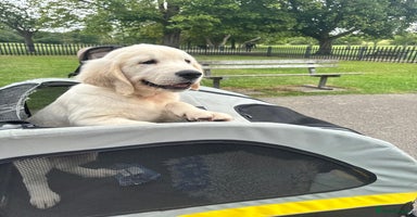 Golden Retriever dogs - Advert 7