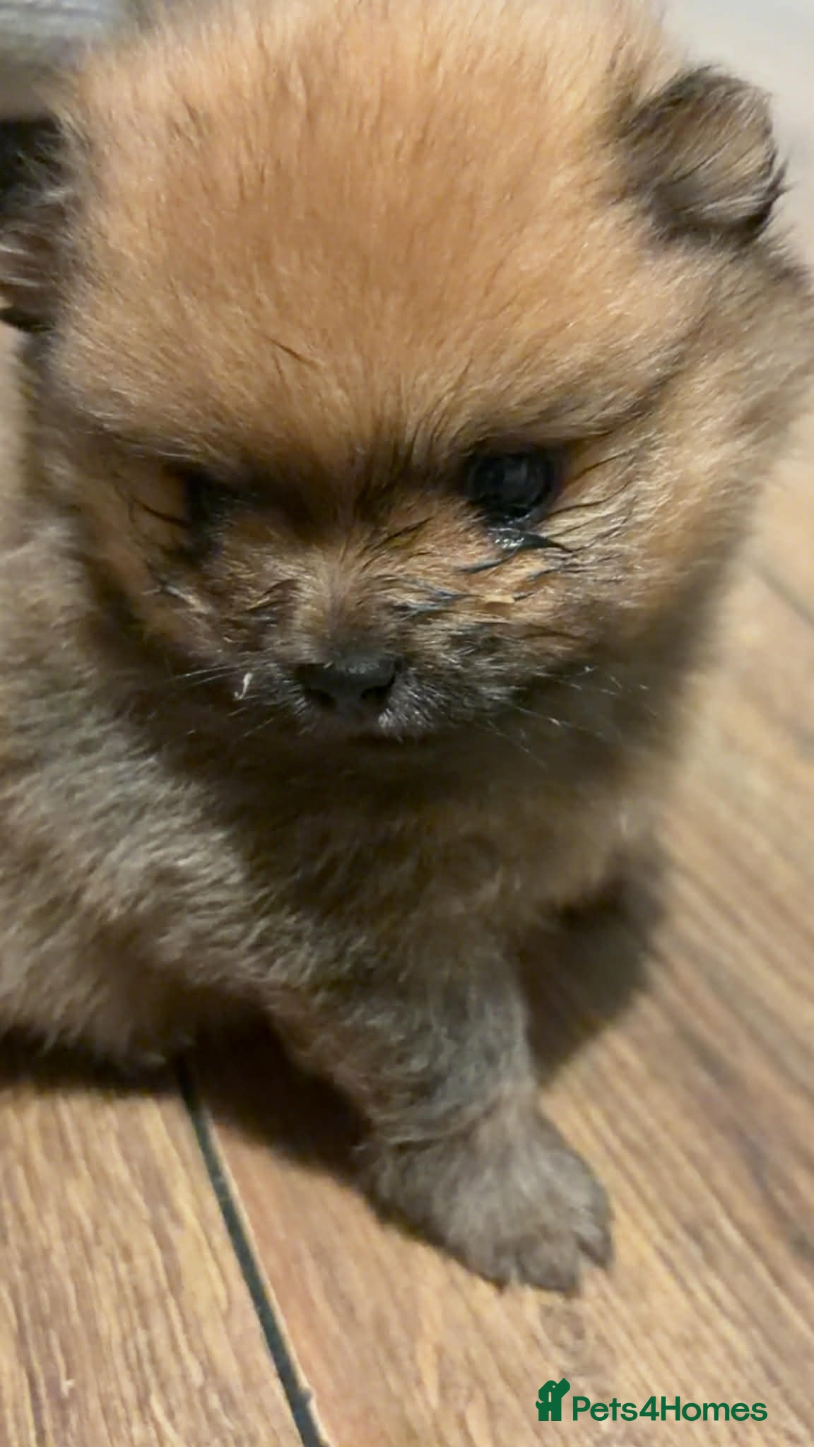 Pomeranian dogs Male pomerian  - Advert 22