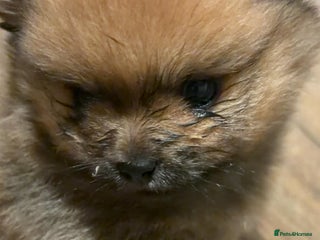 Pomeranian dogs Male pomerian - Advert 22