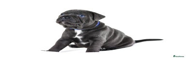 Staffordshire Bull Terrier Puppy 1