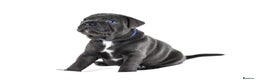 Staffordshire Bull Terrier dogs for sale: 💙KC Staffordshire Bull Terrier puppies 💙 - Advert 22