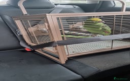 Parrots birds for sale: Amazon parrot for sale  - Image 11