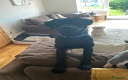 Labrador Retriever dogs for sale: 3 year old labrador for sale - Image 6