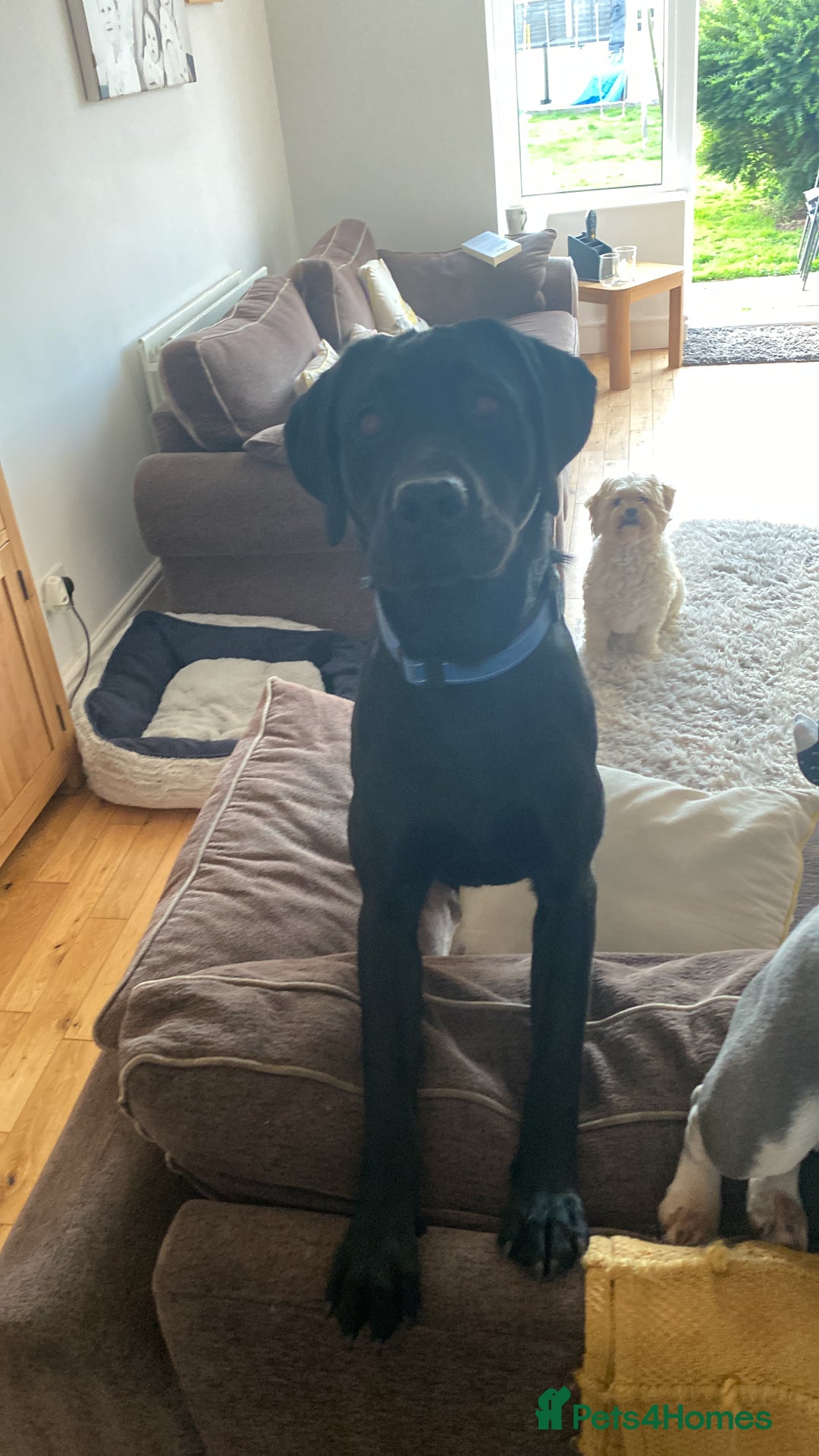 Labrador Retriever dogs for sale: 3 year old labrador for sale - Image 6