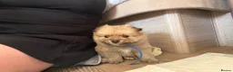Pomeranian dogs for sale: Beautiful Russian line pomperanians - Advert 17