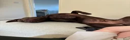 Labrador Retriever dogs for sale: Working line lab  in Sheffield - Advert 4