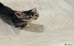 Mixed Breed cats for sale: Kataleja - Image 20