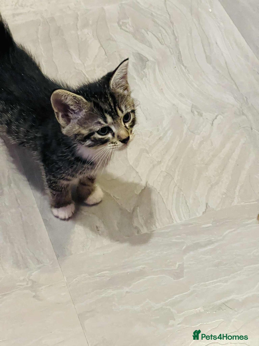 Mixed Breed cats for sale: Kataleja - Image 20