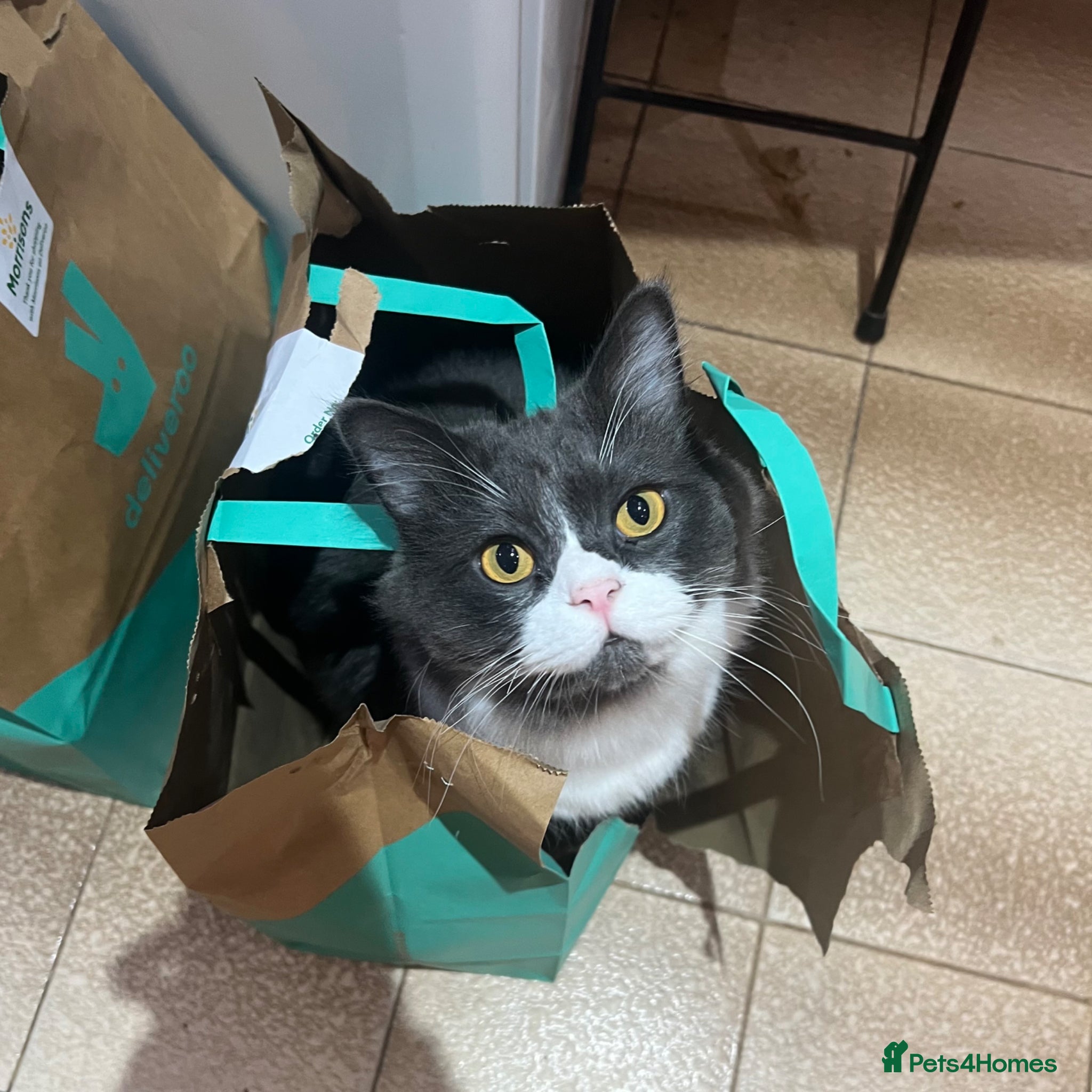 Ragdoll cats 2 Female/1 Male for Sad Sale - Advert 1