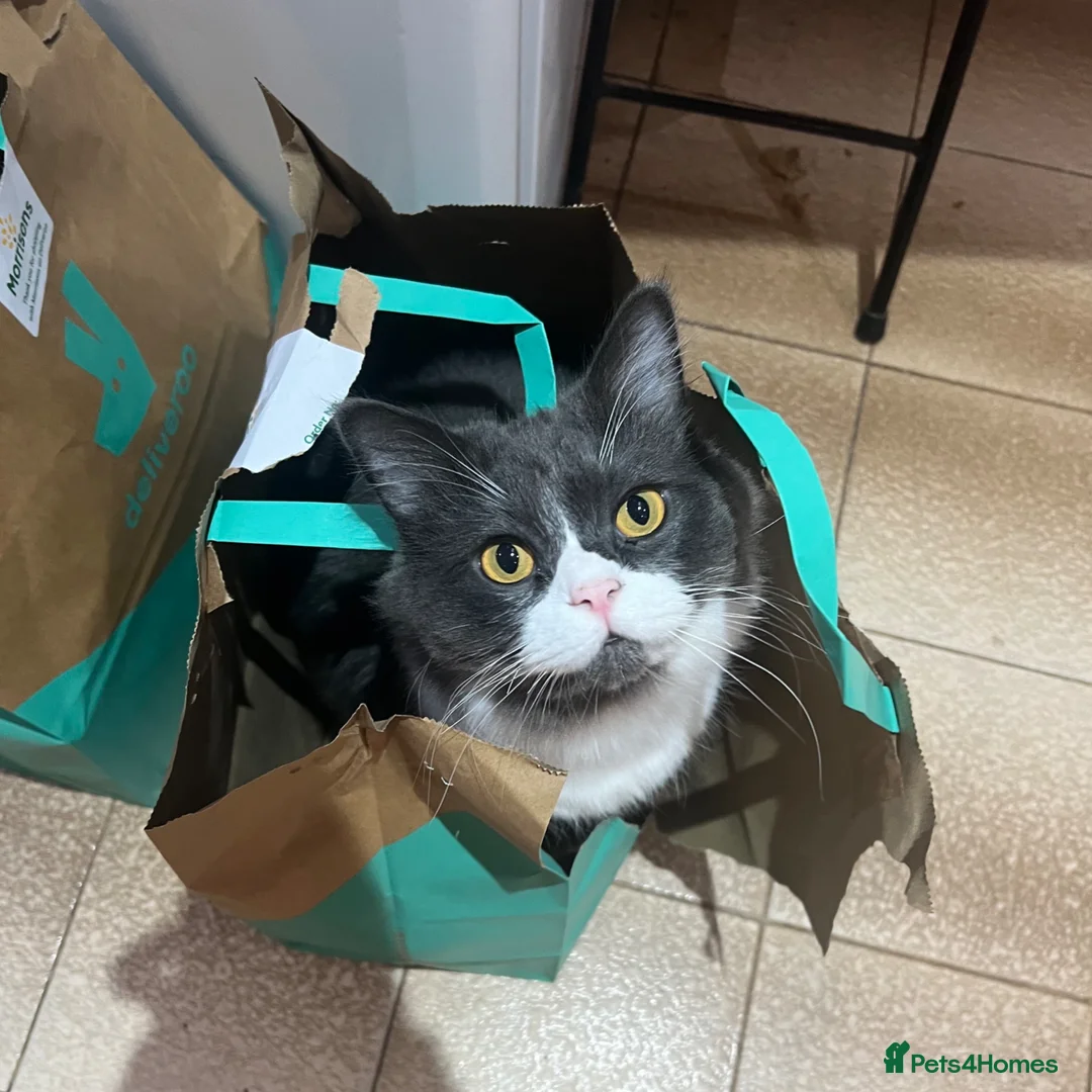 Ragdoll cats for sale: 2 Female/1 Male for Sad Sale - Advert 1