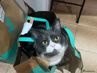 Ragdoll cats 2 Female/1 Male for Sad Sale - Advert 1