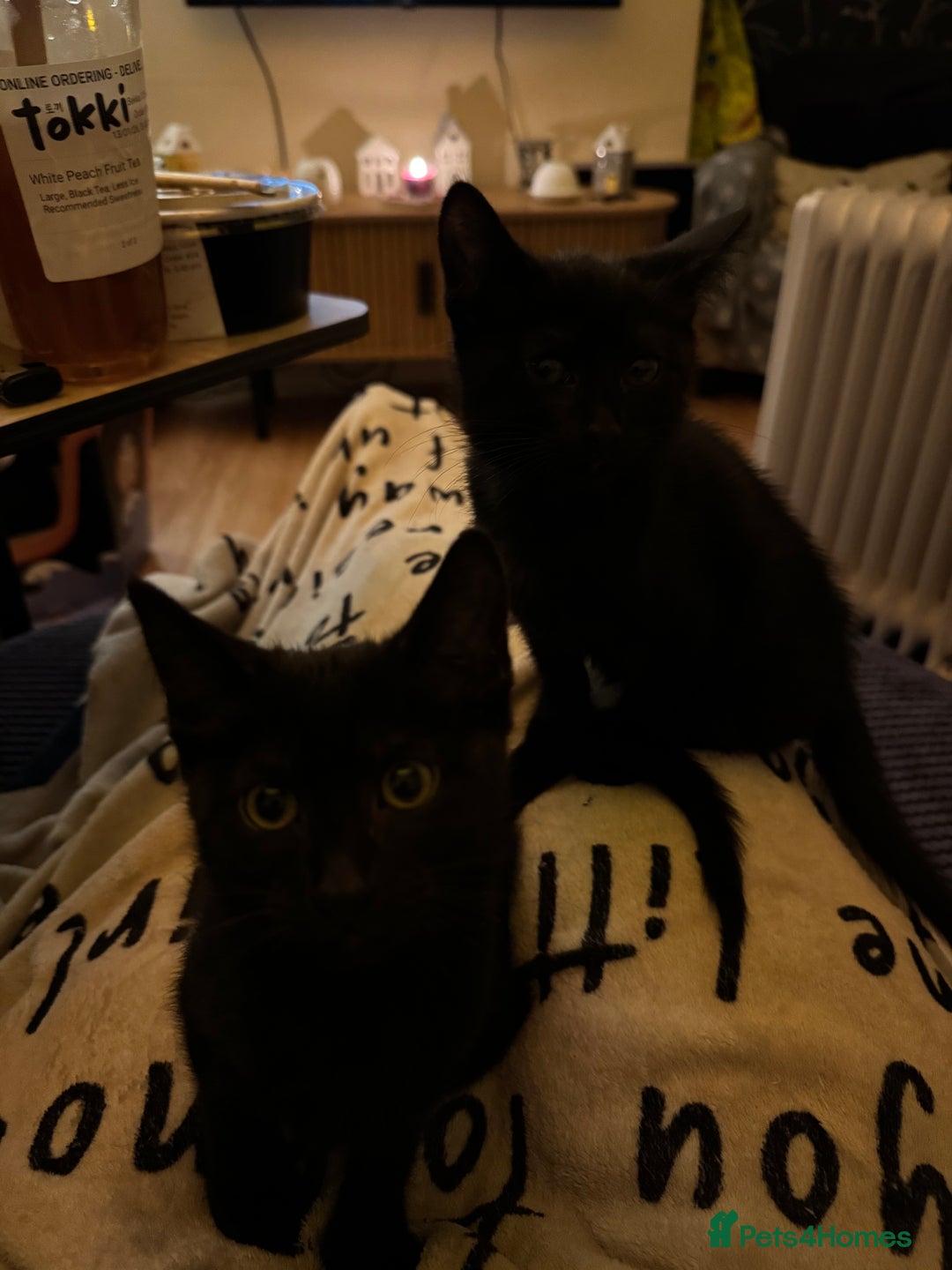 Mixed Breed cats for sale: Melanistic bengals/siamese’s (bengalese) - Advert 5