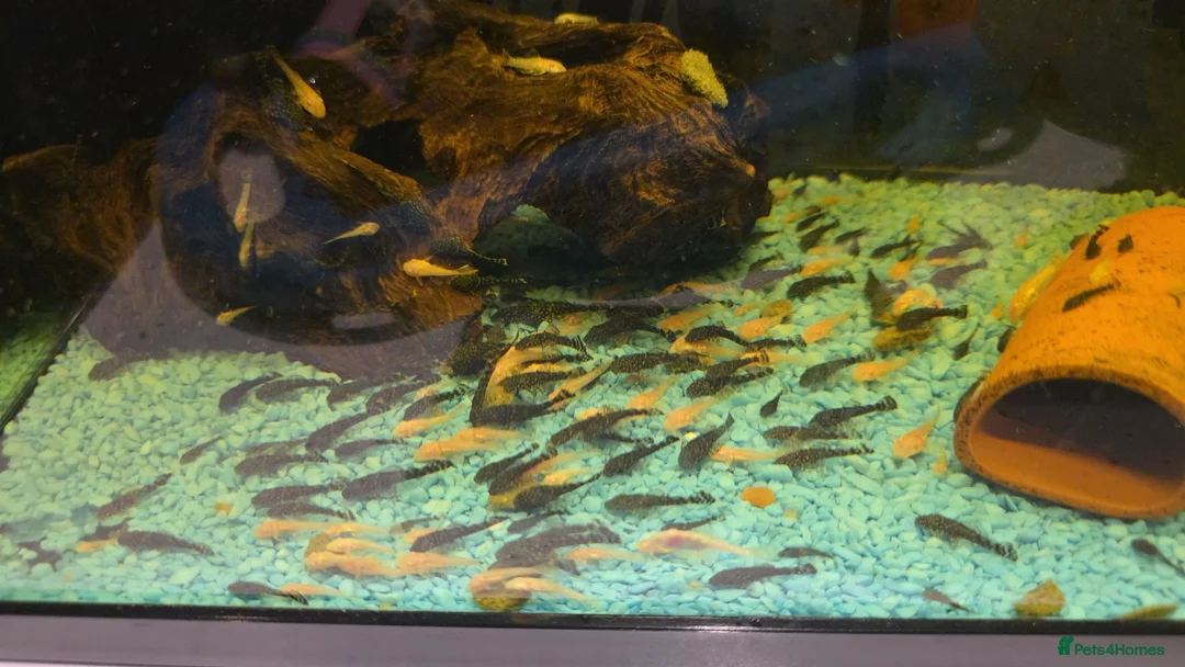 Plecos fish for sale: Plecs for sale  - Advert 1