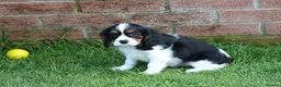 Cavalier King Charles Spaniel dogs for sale: Beautiful Cavalier King Charles Spaniel puppies - Advert 34