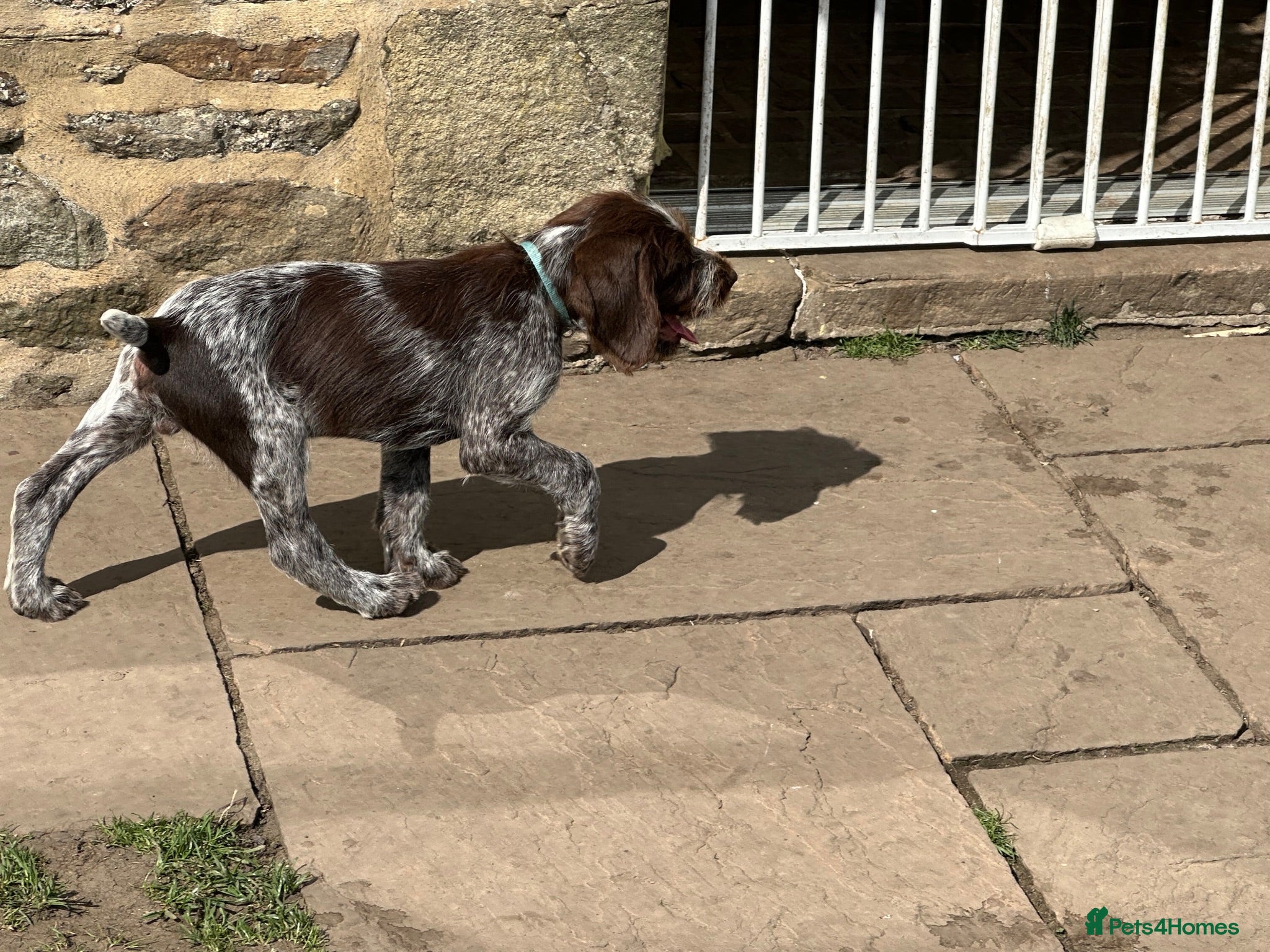 German Wirehaired Pointer dogs Ready to go Wiredhaired German pointer pups  - Advert 4