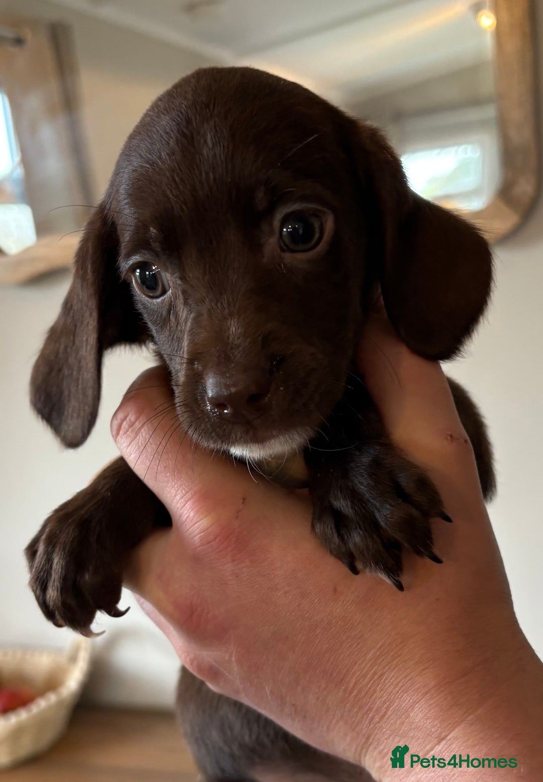 Cockerdor dogs for sale: Beautiful cockerdor puppies - Image 29