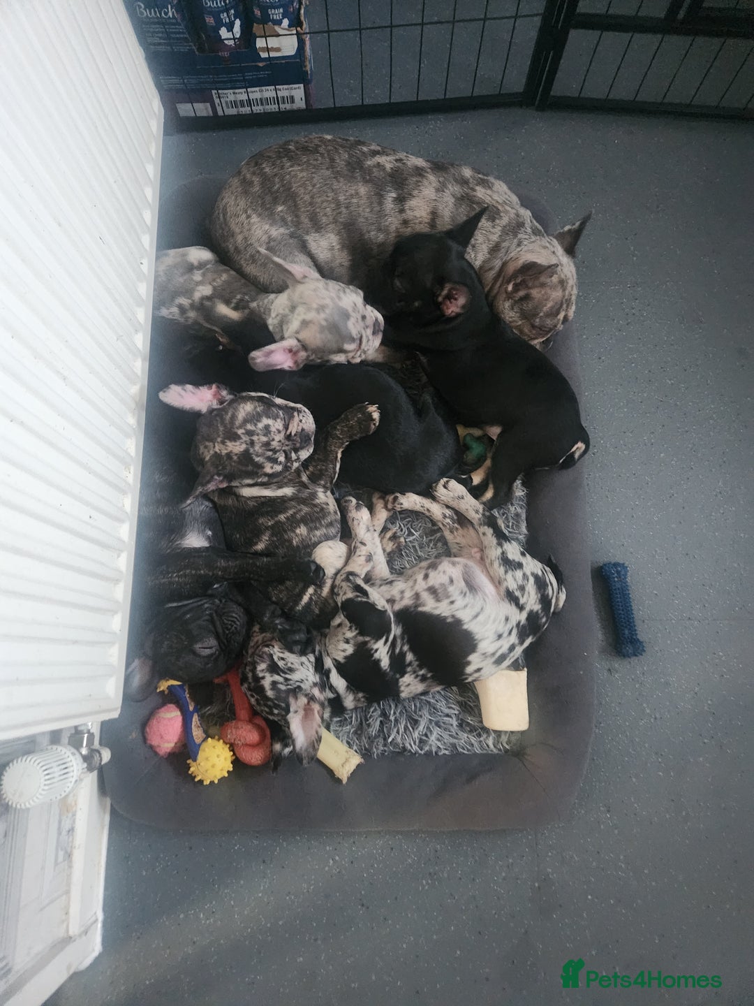 French Bulldog dogs for sale: Beautiful Puppy's For Sale  - Advert 3