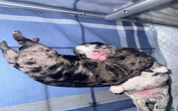 Cavapoo dogs for sale: Merle cavapoo boys  - Advert 3