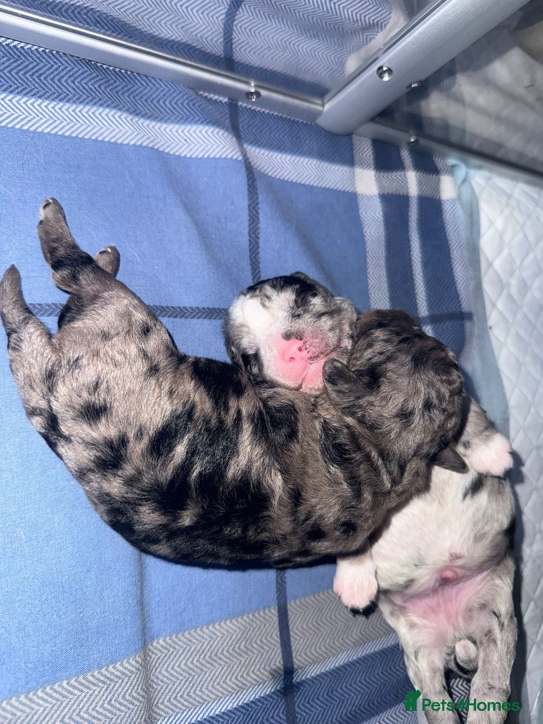 Cavapoo dogs for sale: Merle cavapoo boys  - Advert 3