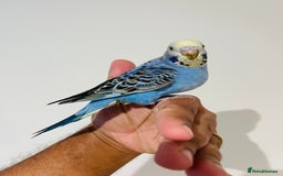 Budgerigars birds for sale: Hand reared budgies for sale  - Image 15