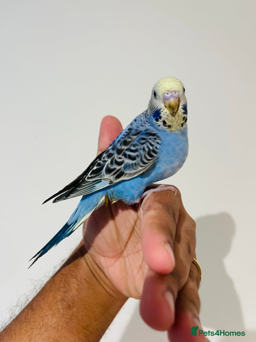 Budgerigars birds for sale: Hand reared budgies for sale  - Image 15