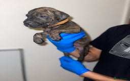 Presa Canario dogs for sale: Presa Canario Puppies for Sale - Image 6