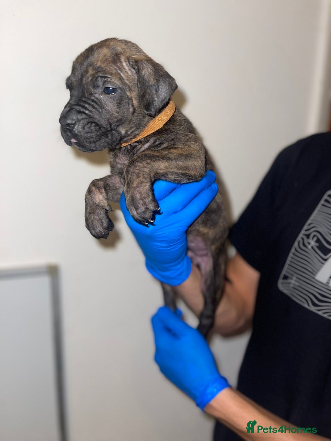 Presa Canario dogs for sale: Presa Canario Puppies for Sale - Image 6