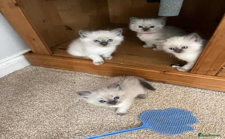Ragdoll cats - Advert 3