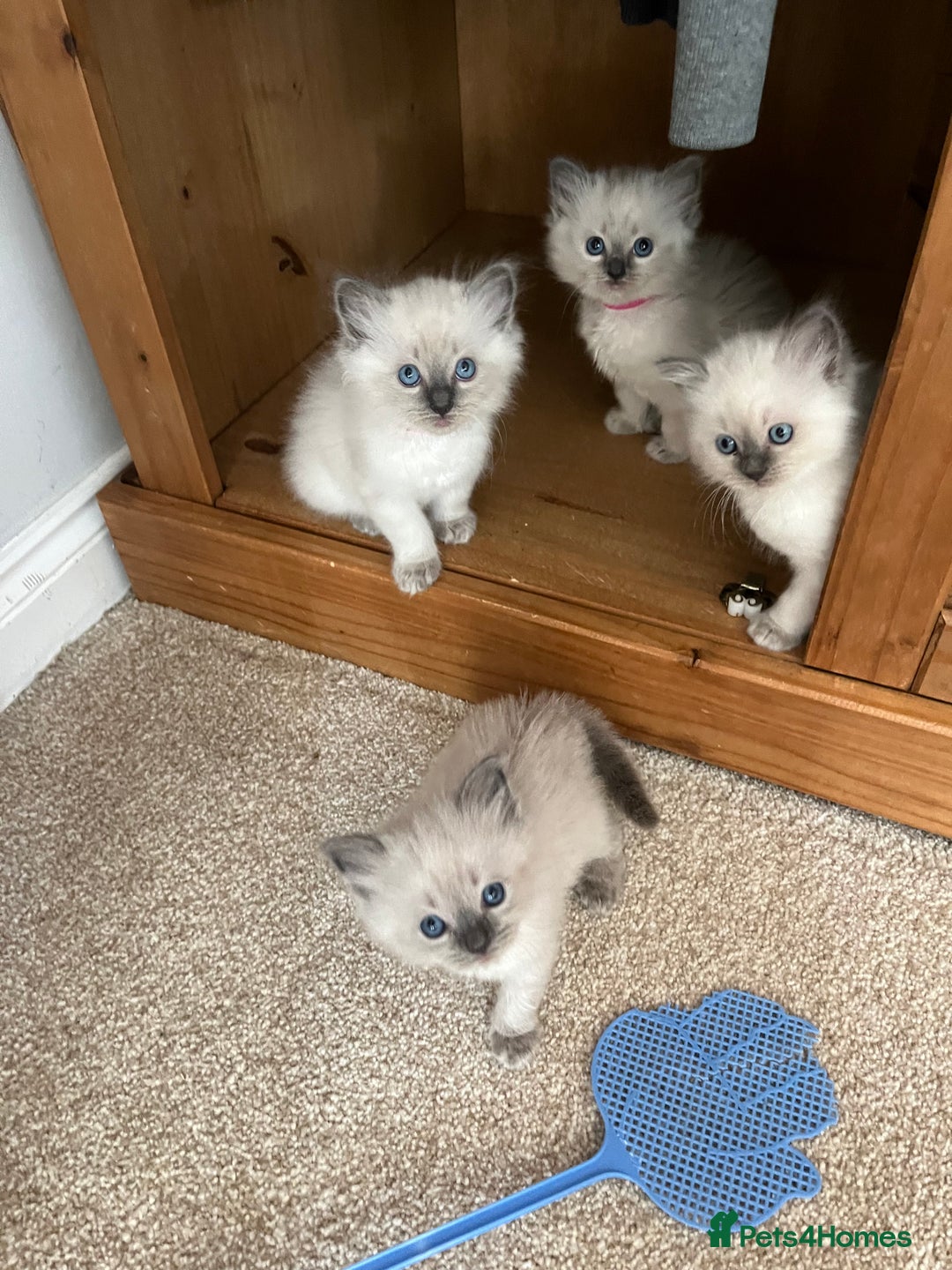Ragdoll cats for sale: Ragdoll kittens - Image 1