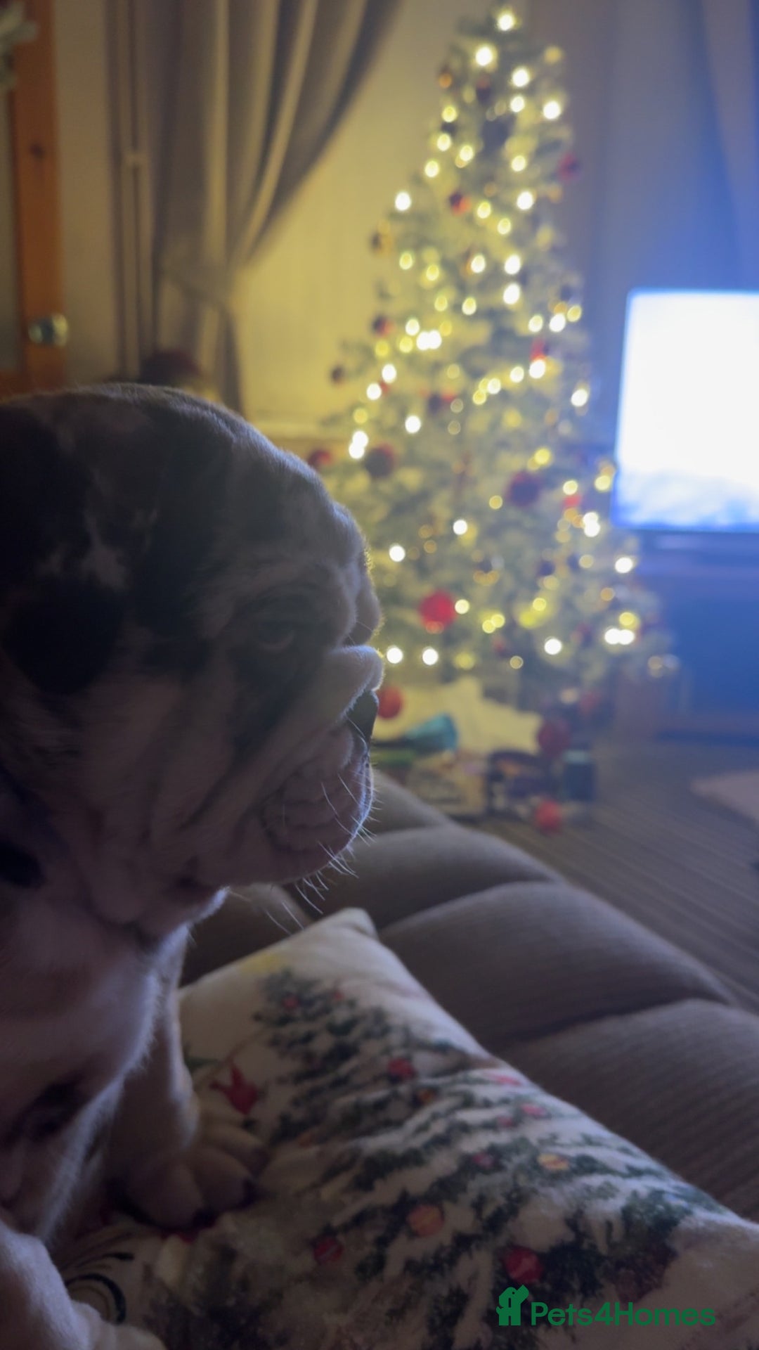 English Bulldog dogs for sale: English bulldog puppy  - Advert 3