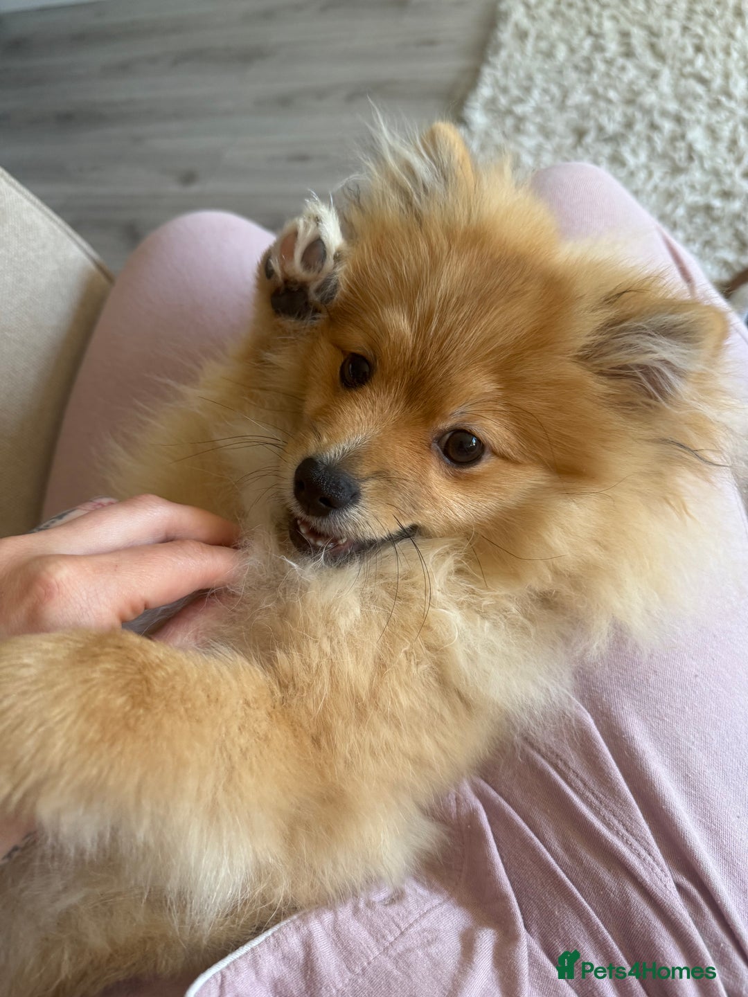Pomeranian dogs for sale: Pomeranian Puppy 5 Months Old Loving Home Wanted  - Advert 2
