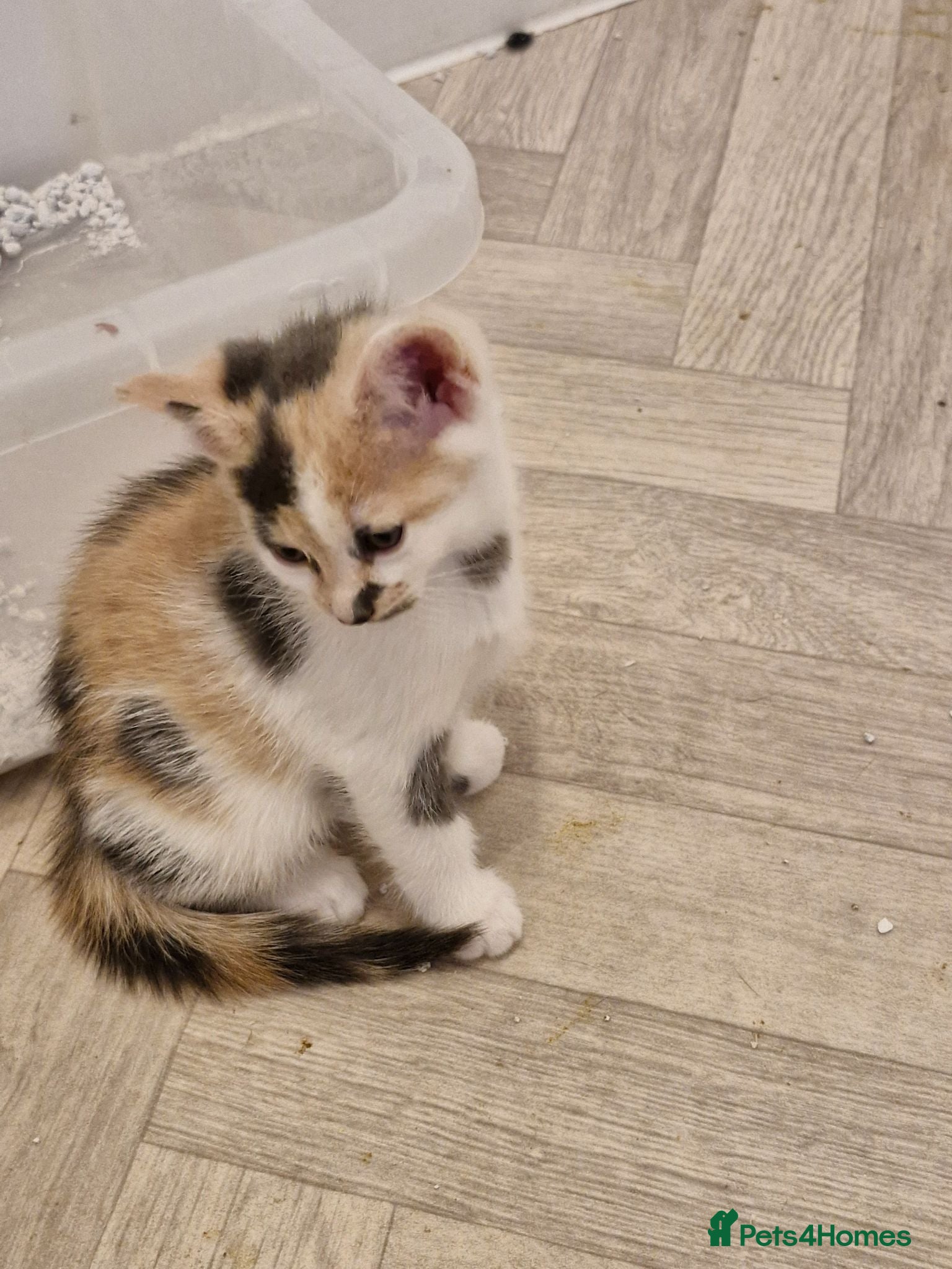 British Shorthair cats for sale: STUNNING RARE DILUTE CALICO KITTENS   - Advert 1