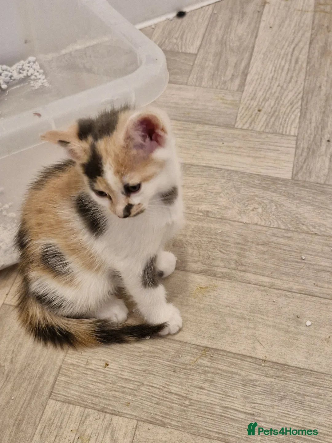 British Shorthair cats for sale: STUNNING RARE DILUTE CALICO KITTENS   - Advert 1