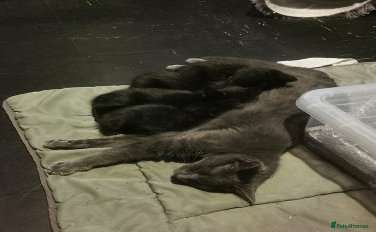 Mixed Breed cats - Advert 13