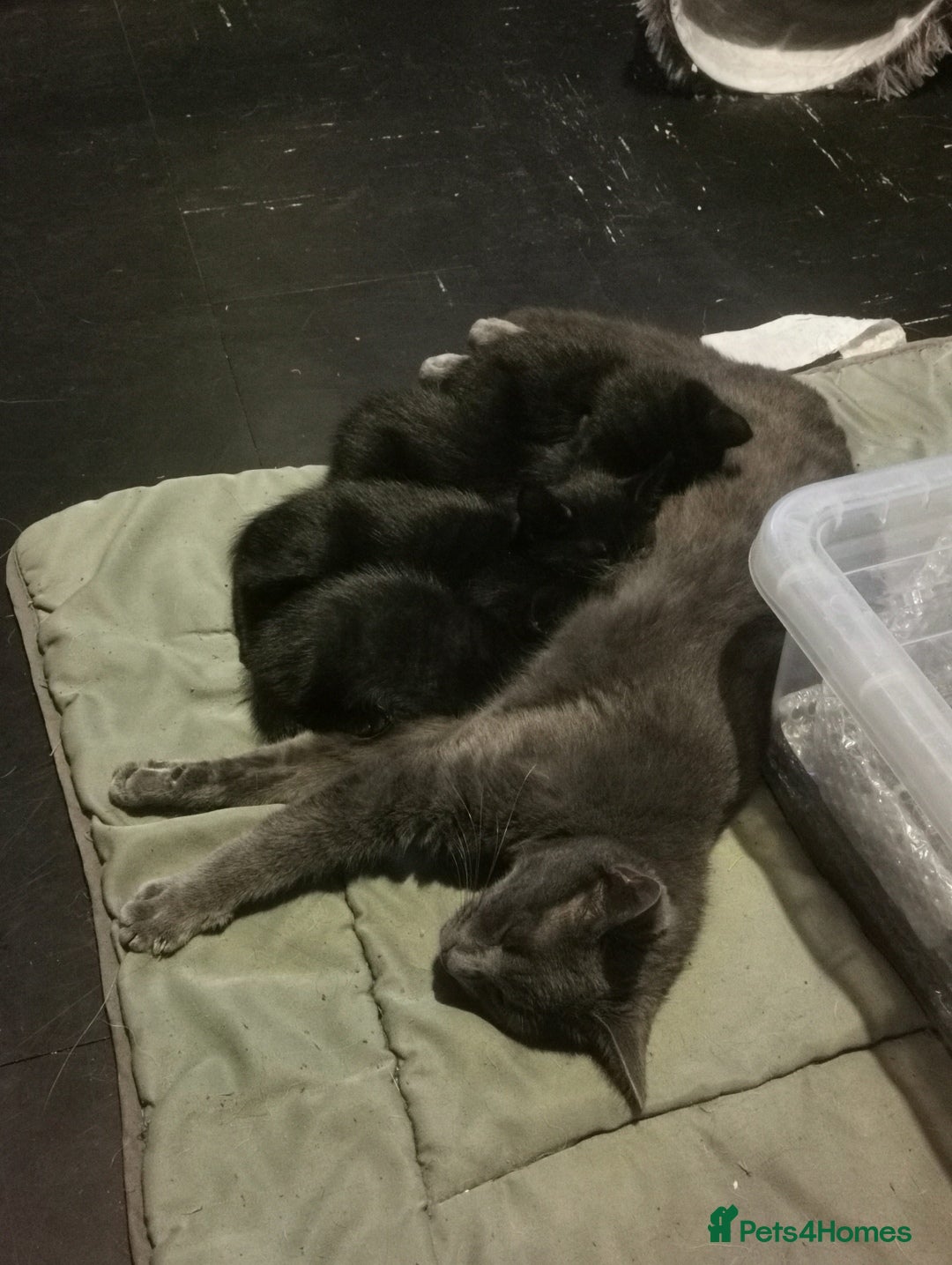 Mixed Breed cats for sale: Kittens for sale - Image 1