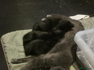 Mixed Breed cats for sale - Advert 1