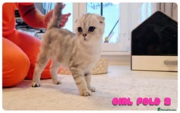 Scottish Fold cats for sale: Adorable scottish fold kittens - Image 9