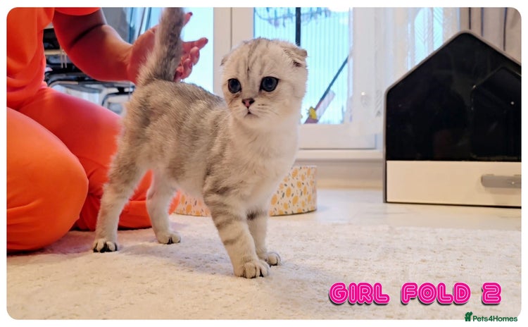 Scottish Fold cats - Advert 2