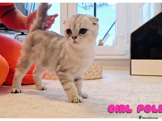 Scottish Fold cats Adorable scottish fold kittens(Delivery available) - Advert 3